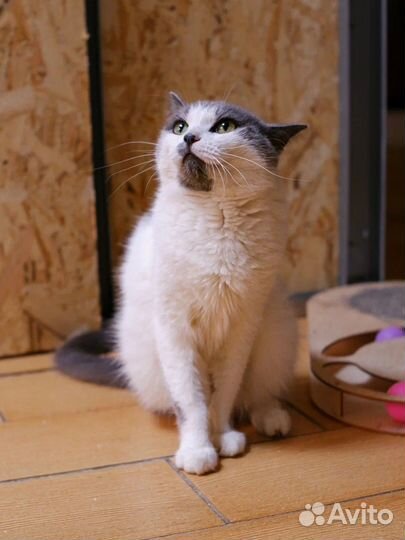 Хотели усыпить