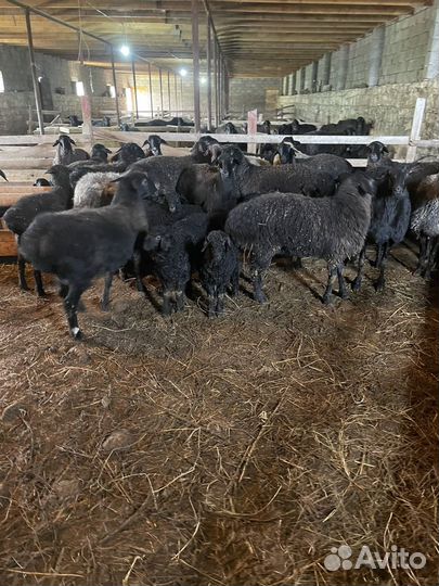 Овцы с ягнятами