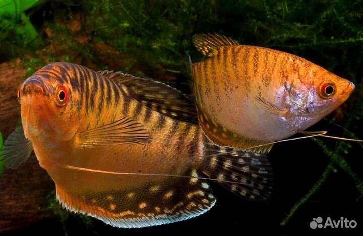 Рыбки гурами