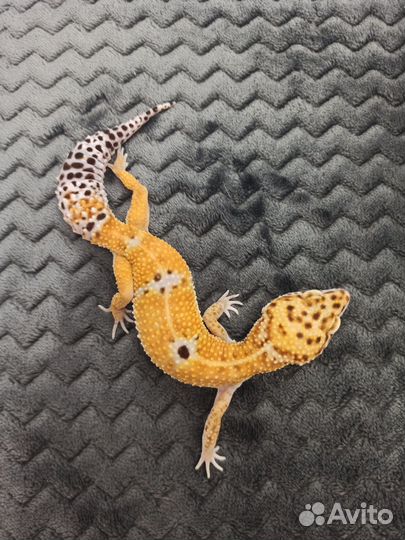 Леопардовые гекконы