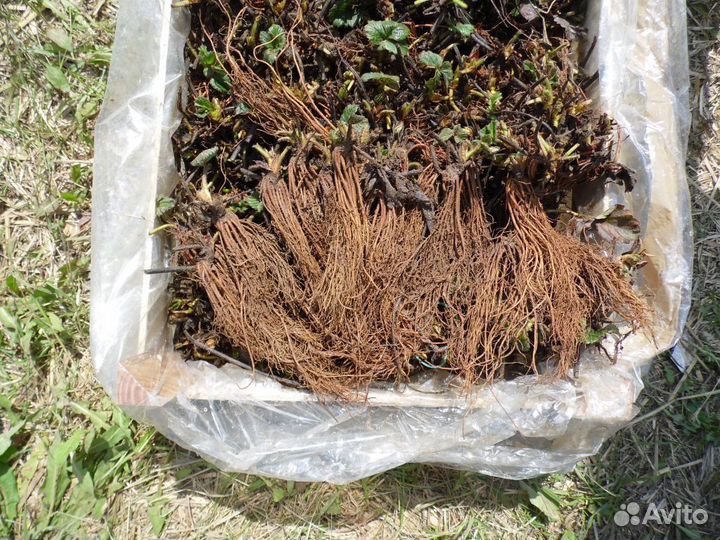 Саженцы фриго земляники питомник Маззони. Уфа