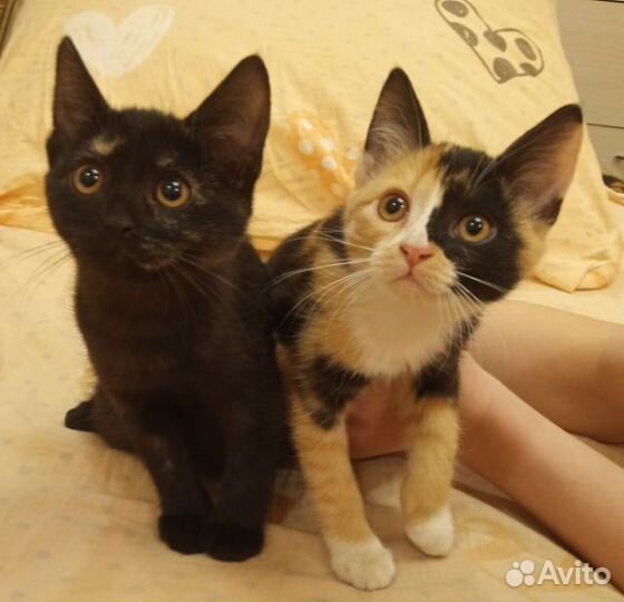 Котята ищут новых хозяев