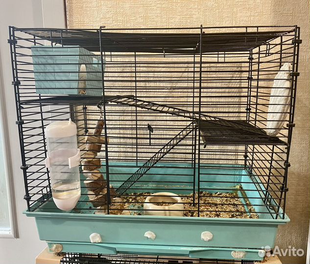 Сирийский хомяк с большой клеткой