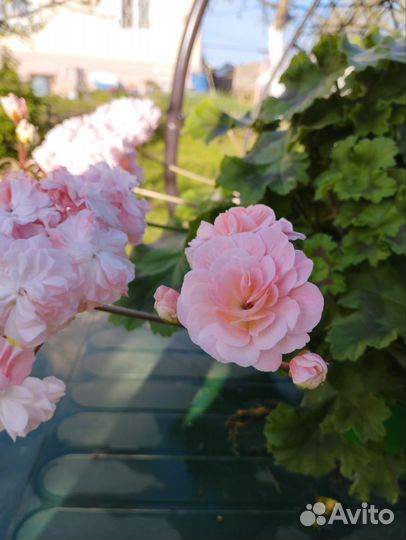 Пеларгония ив Клавдия Шульженко