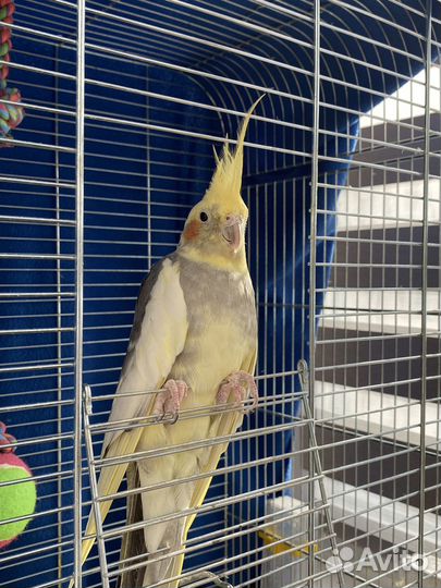 Попугай корелла с клеткой