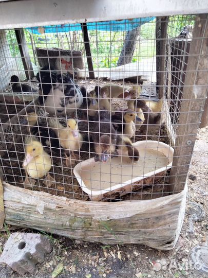 Утята индоутки