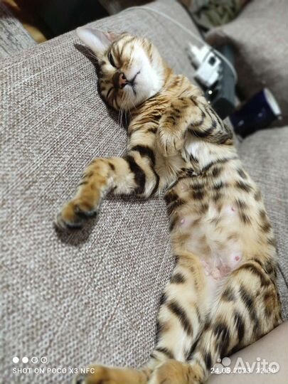 Бенгальский котенок