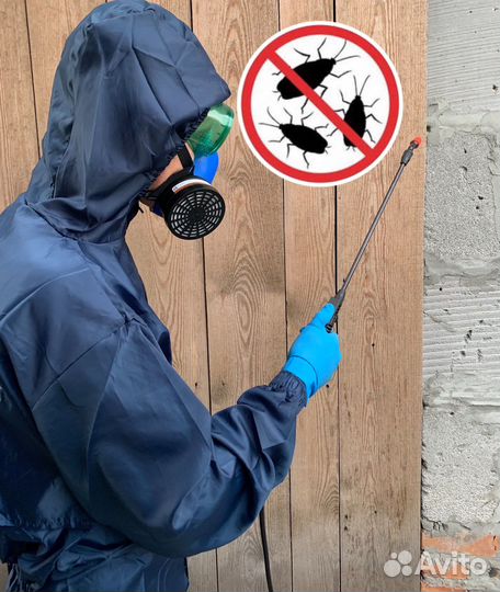 Дезинсекция