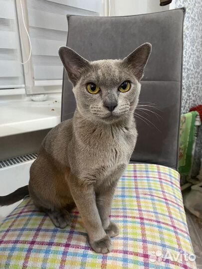 Бурманская