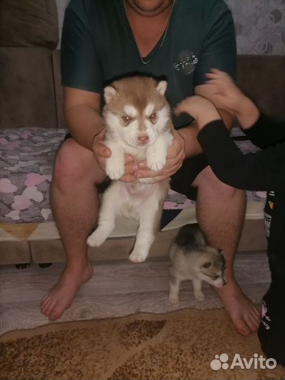 Сибирский хаски