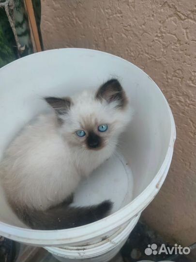 Котята