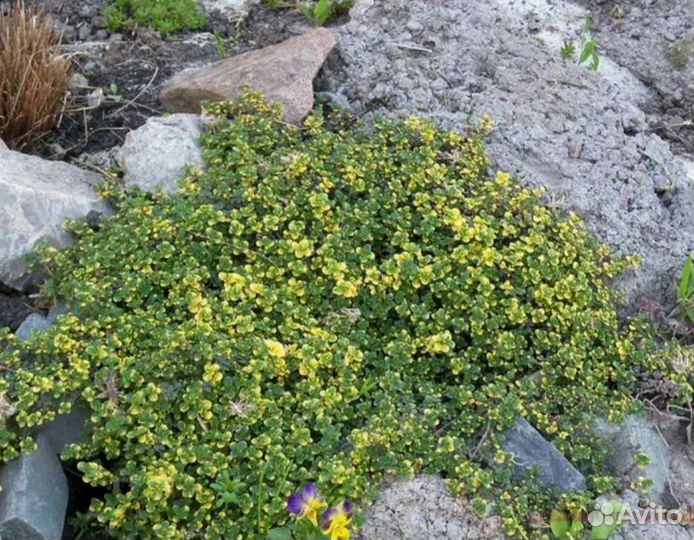 Тимьян лимонный (чабрец). Многолетник. Ароматный