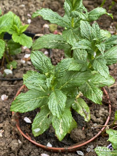 Мята крымская
