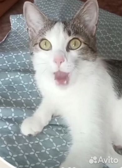 Фото кота