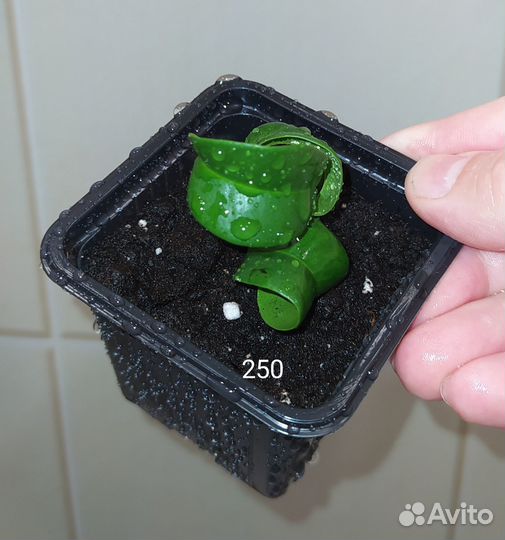 Фикус бенджамина Барок кудрявый