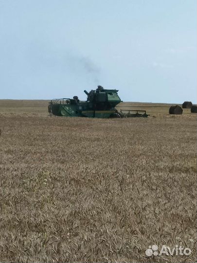 Зерно пшеница