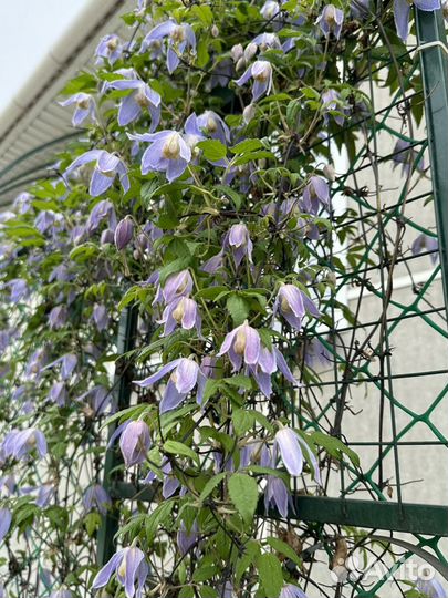 Саженцы клематисов (княжиков)