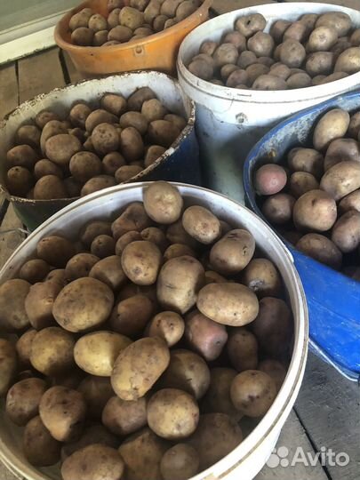 Семенной картофель