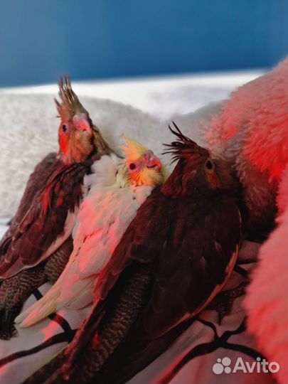 Птенцы корелла