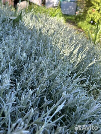 Ясколка многолетник