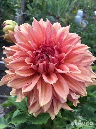 Корни георгин