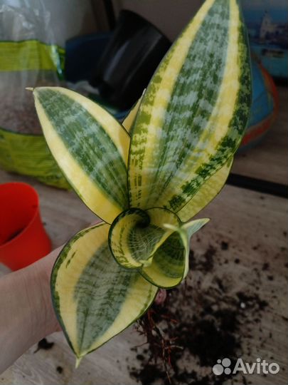 Сансевиерия ханни голд