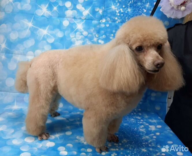 Стрижка, груминг собак