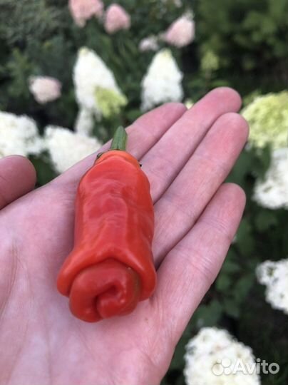 Семена острого перца