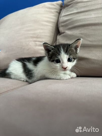 Кот в добрые руки