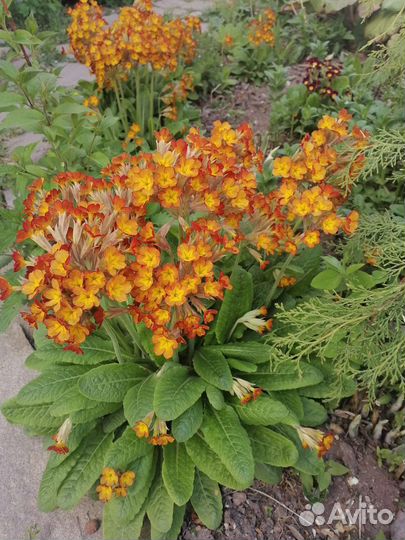 Примула 3 вида в наличии