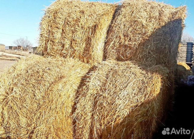Солома в рулонах (2022) купить в Иваново | Животные и зоотовары | Авито