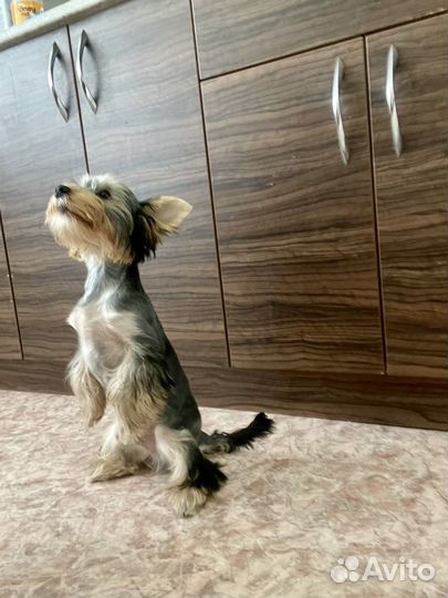 Йоркширский терьер