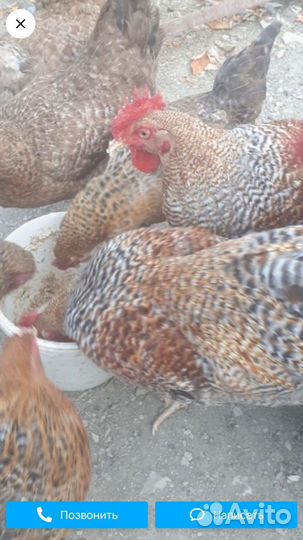 Инкубационное яйцо