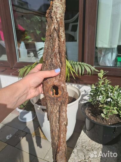 Кора дрифтвуд, кашпо