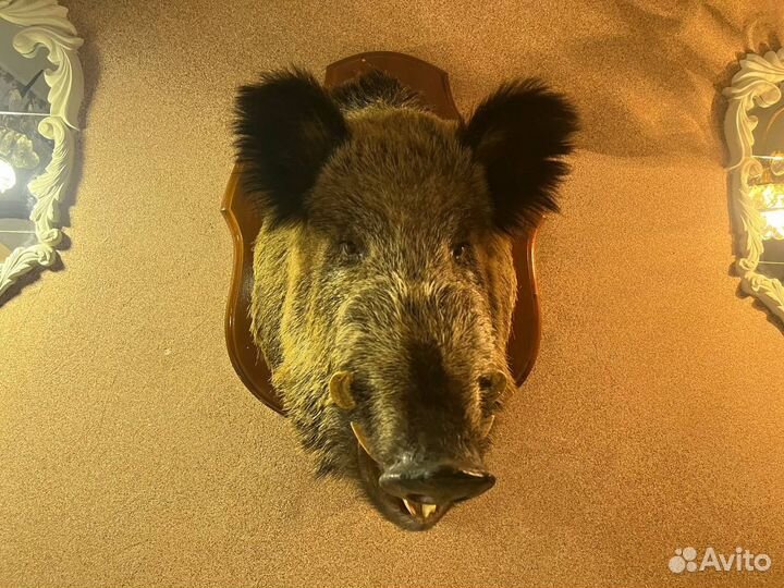 Голова кабана чучело