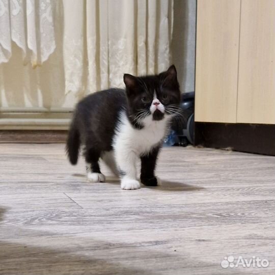 Персидские котята