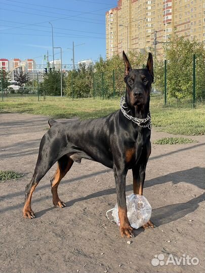 Доберман вязка