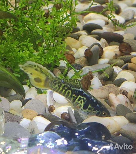 Мальки гуппи