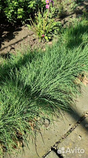 Многолетние растения