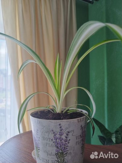 Хлорофитум