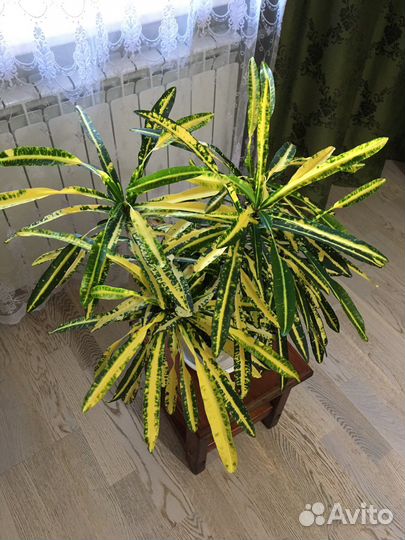 Кротон Goldfinger