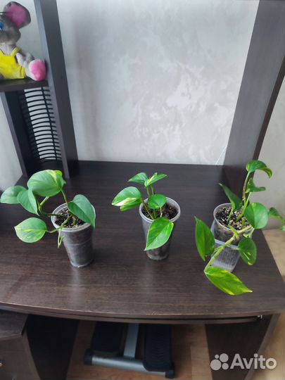 Сциндапсус лиана