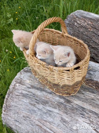 Котята персиковые