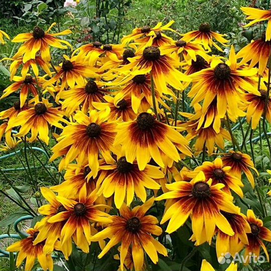 Многолетники для сада