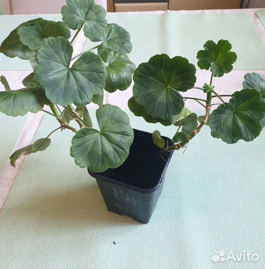 Пеларгония