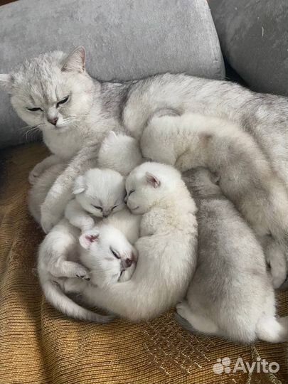 Британские котята