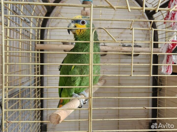 Домашняя передержка животных