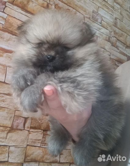 Щенки шпица