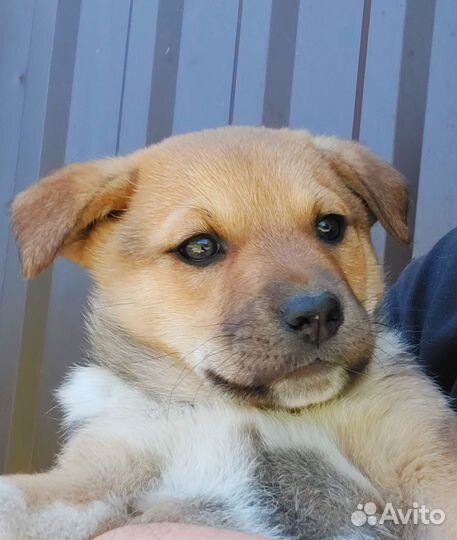 Щенок в добрые руки