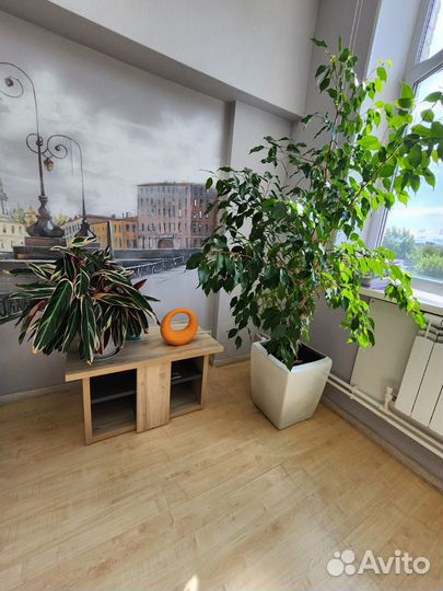 Комнатные цветы Фикус бенджамина